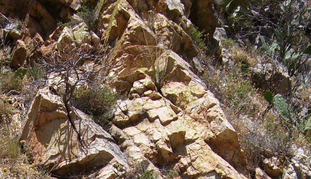 Licheni (?) su roccia